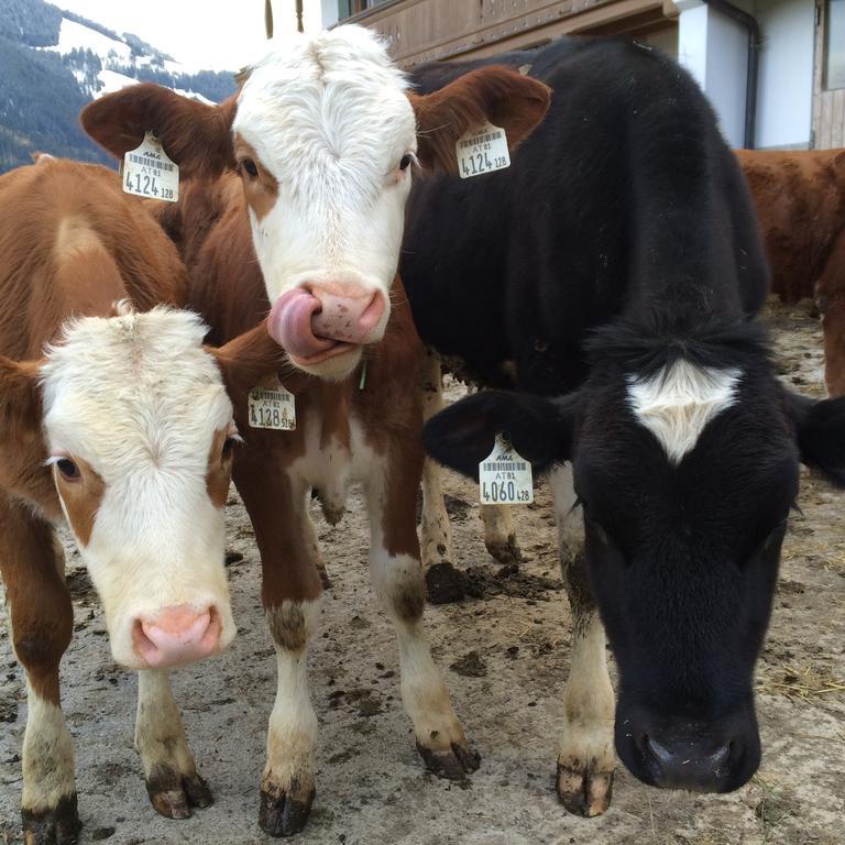 Franbichl Lägenhet Brixen im Thale Exteriör bild